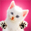 chat chatons 62