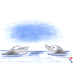 animaux dauphin 247