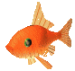 poisson rouge 6