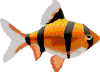 poisson rouge 4