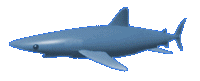152 requins