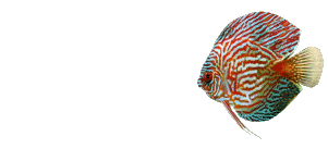 24 poisson discus