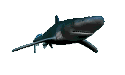 156 requins