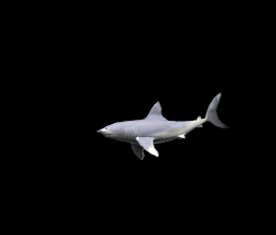 155 requins