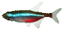02 poisson neon cardinalis