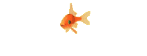 poisson rouge 2