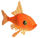 poisson rouge 3