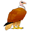 vautour charognard 06