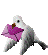 pigeon 05