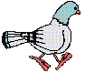 pigeon 09 ramier