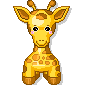 01 afrique girafes