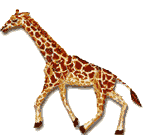 01 afrique girafes