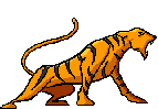 animaux tigre 797