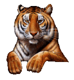 animaux tigre 798