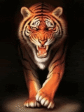 animaux tigre 793