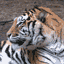 animaux tigre 786