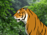 animaux tigre 804