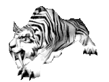 animaux tigre 805
