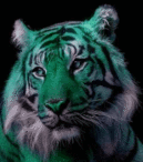 animaux tigre 796