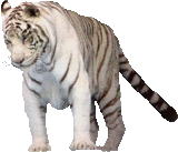 animaux tigre 807