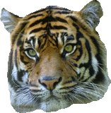 animaux tigre 801