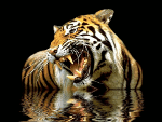 animaux tigre 799