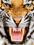 animaux tigre 794