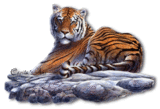 animaux tigre 803