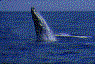 animaux baleine 31
