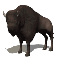 animaux bison 39