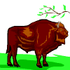 animaux bison 37