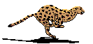 animaux leopard 553