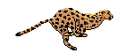 animaux leopard 554