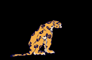 animaux leopard 552