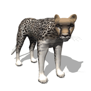 animaux leopard 555