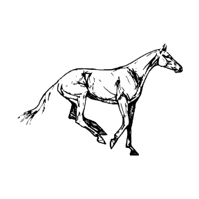 animaux cheval 154