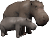 animaux hippopotame 478