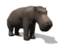 animaux hippopotame 487