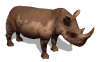 animaux rhinoceros 644