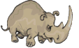 animaux rhinoceros 647