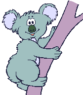animaux koala 547