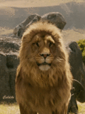 animaux lion 565