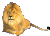 animaux lion 576