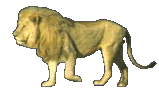 animaux lion 574
