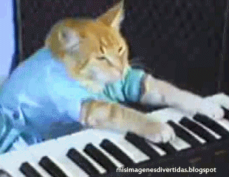 chat pianiste 14