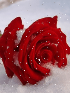 rose rouge scintillante