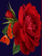 rose rouge 09