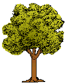 arbres 40