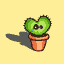cactus 18