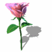 rose 21